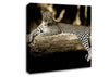 Leopard Lazy Days Canvas Wall Art