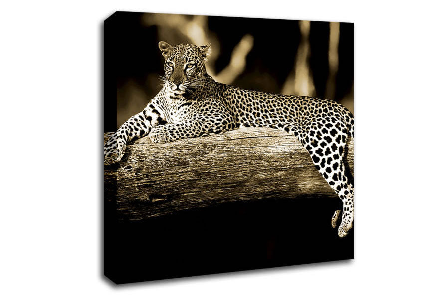 Leopard Lazy Days Canvas Wall Art