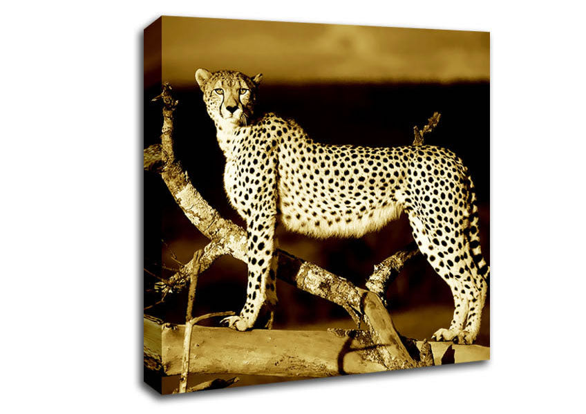 Leopard Perch Sepia Canvas Wall Art