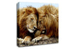 Lions Love Wild Cats Animals Canvas Wall Art