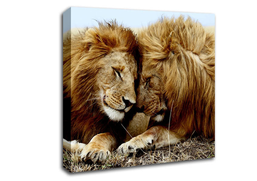 Lions Love Wild Cats Animals Canvas Wall Art