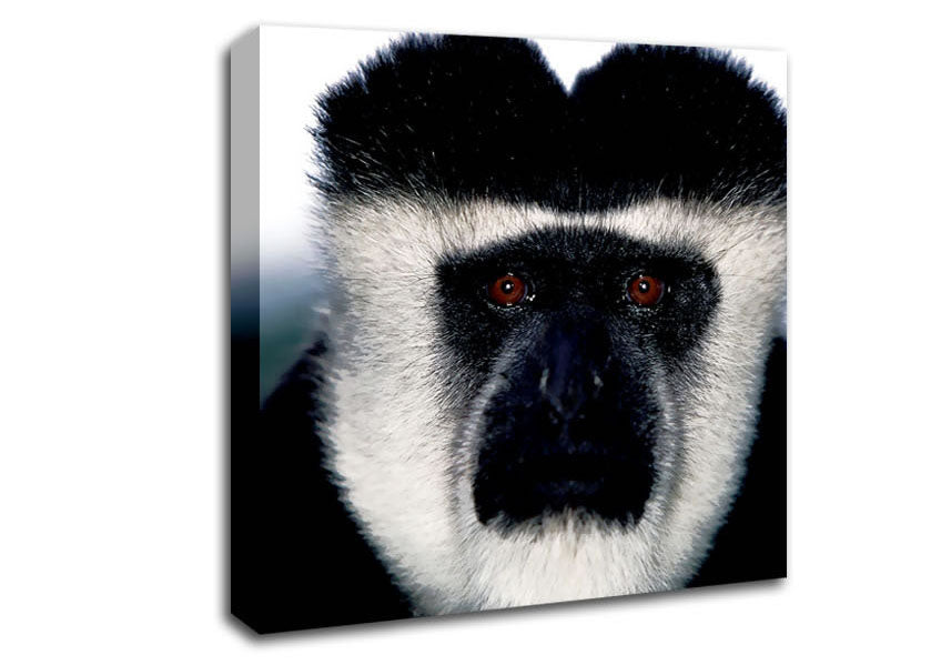 Monkey Face Canvas Wall Art