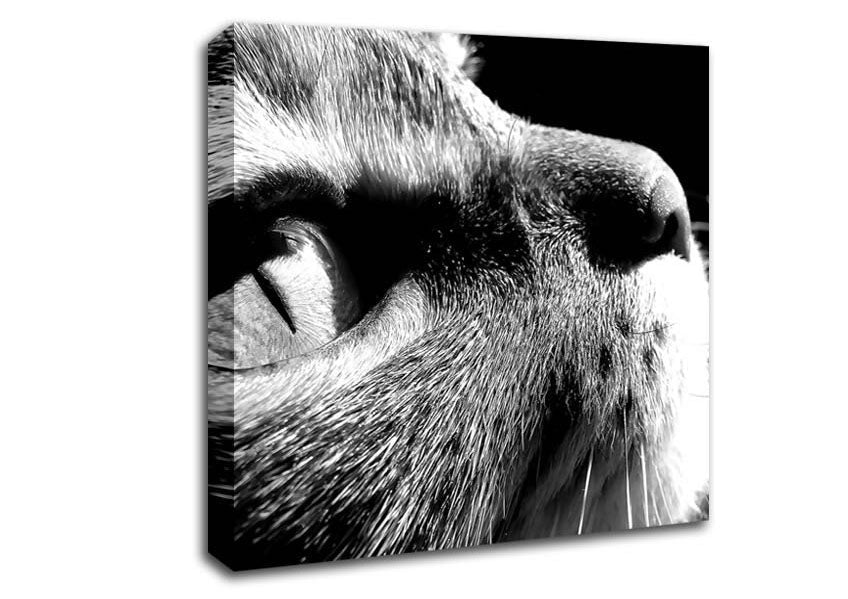 Nostalgic Cat Canvas Wall Art