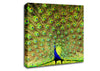 Peacock Paradise Canvas Wall Art