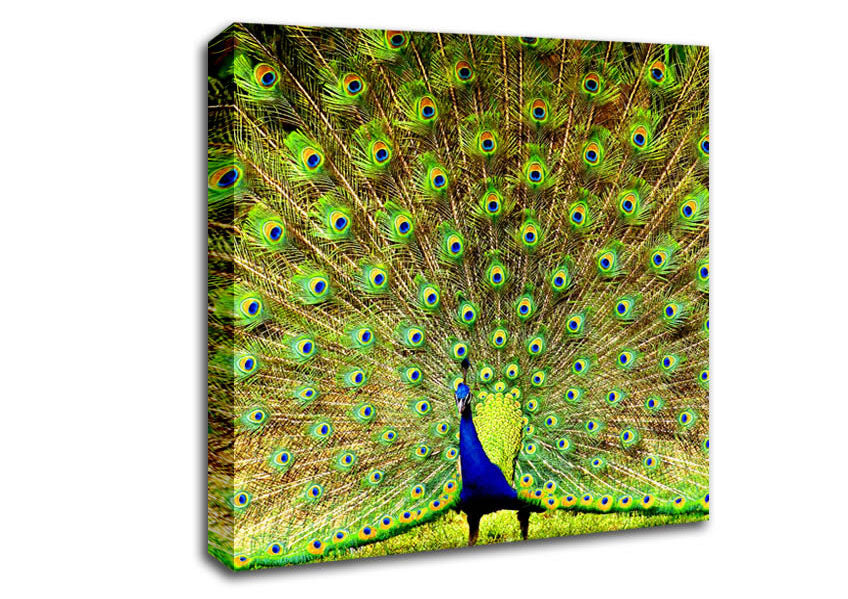Peacock Paradise Canvas Wall Art