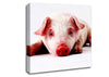 Pig Portrait Canvas Wall Art