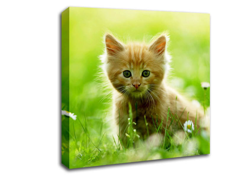 Playful Kitten Canvas Wall Art
