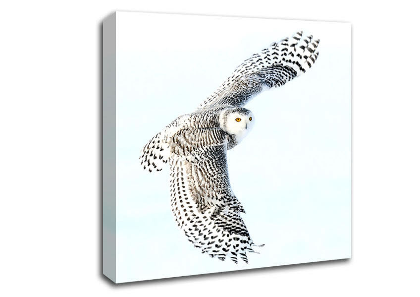 Snowy Owl Canvas Wall Art