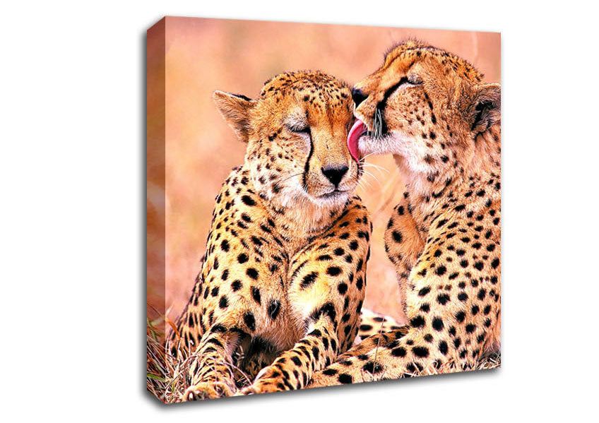 South African Cheetahs Canvas Wall Art