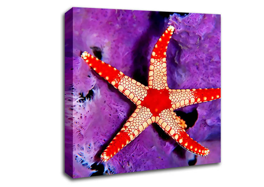 Starfish On Purple Canvas Wall Art