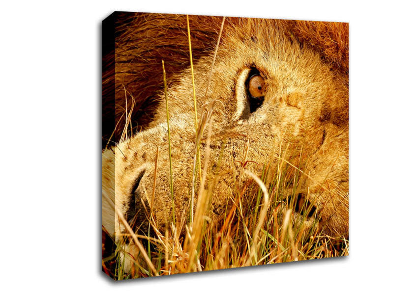 The Eye Of Lion Canvas Wall Art