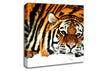 Tiger After The Hunt Canvas Wall Art