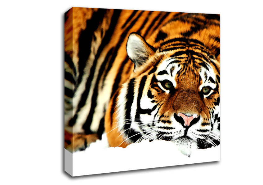 Tiger After The Hunt Canvas Wall Art