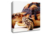 Tortuous Walk Canvas Wall Art