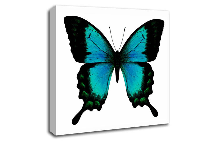 Turquoise Butterfly Wings Canvas Wall Art