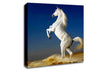 White Horse Stance Canvas Wall Art