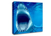 White Shark Teeth Canvas Wall Art