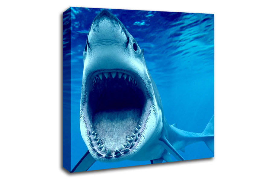 White Shark Teeth Canvas Wall Art