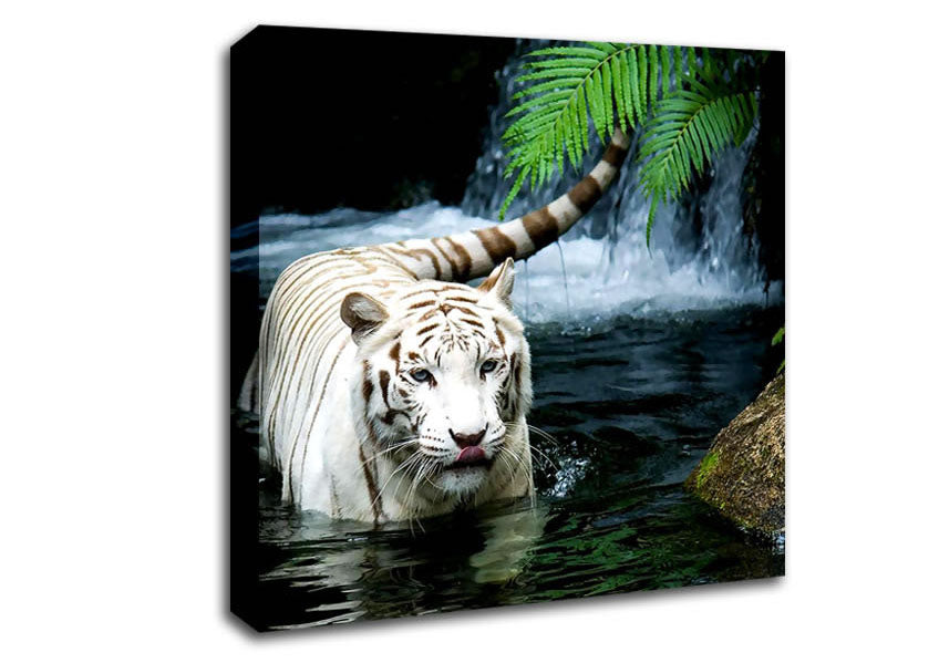 White Tiger Beautiful Canvas Wall Art