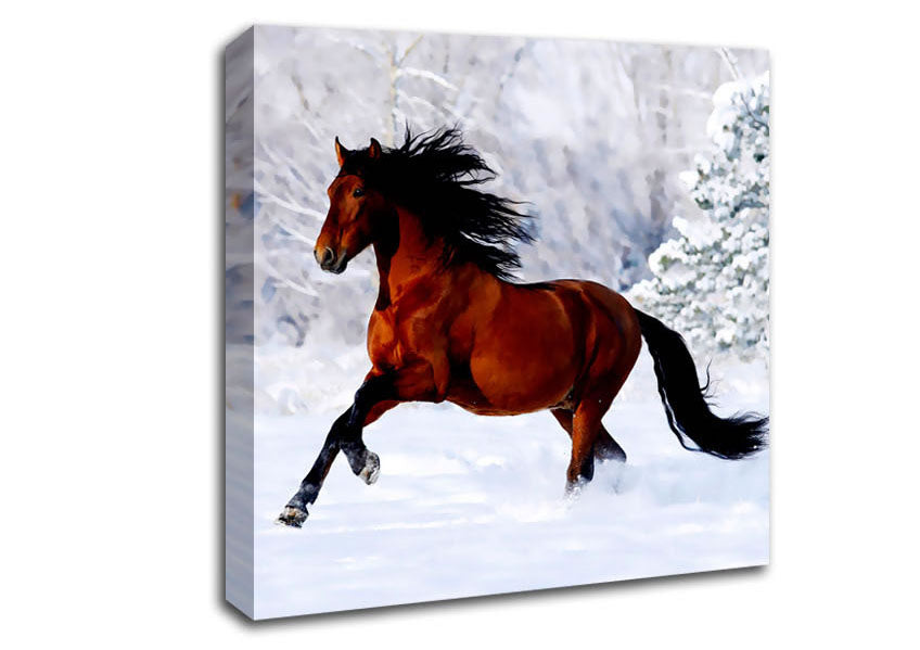 Wild Horse In The Snow Canvas Wall Art