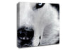 Wolf Eyes Canvas Wall Art