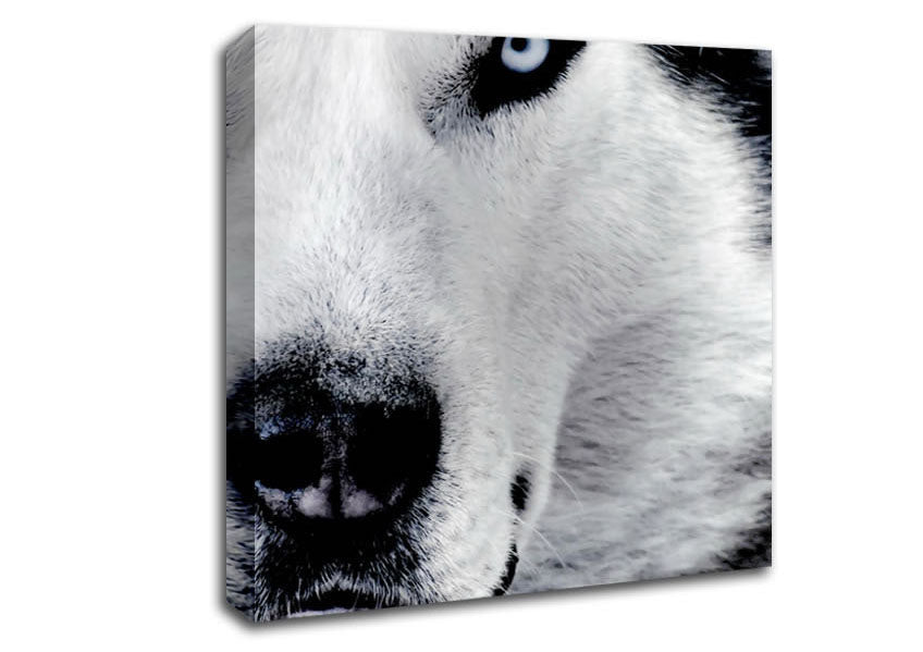 Wolf Eyes Canvas Wall Art