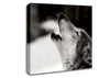 Wolf Howl Canvas Wall Art