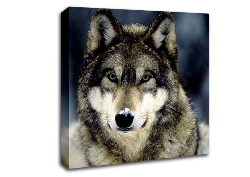 Wolf Snow Nose Canvas Wall Art