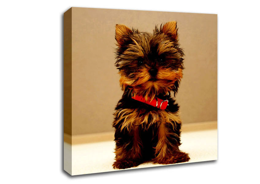 Yorkshire Terrier Puppy Canvas Wall Art