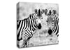 Zebra Twins Canvas Wall Art