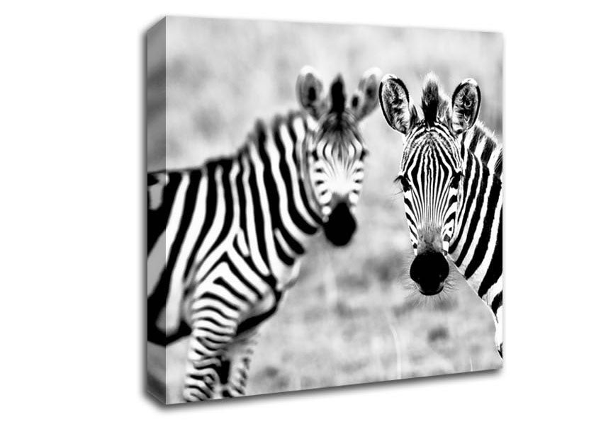 Zebra Twins Canvas Wall Art