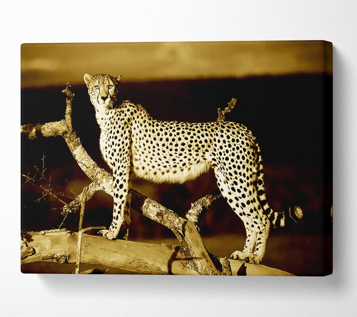 Leopard Perch Sepia Canvas Wall Art