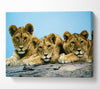 Lion Cub Trio Canvas Wall Art