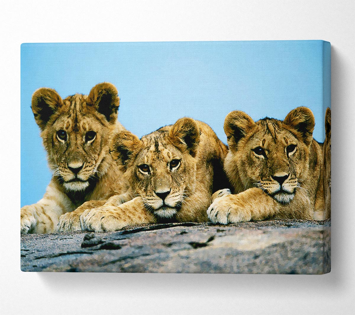 Lion Cub Trio Canvas Wall Art