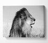 Lion On Watch Black n White Canvas Wall Art