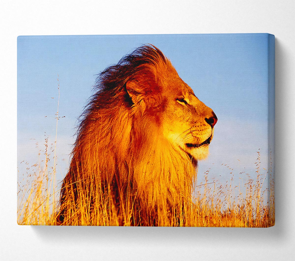 Lion On Watch Canvas Wall Art
