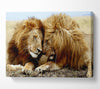 Lions Love Wild Cats Animals Canvas Wall Art