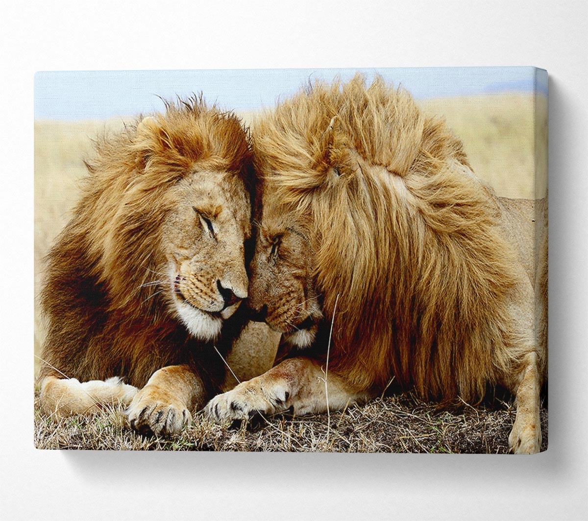 Lions Love Wild Cats Animals Canvas Wall Art