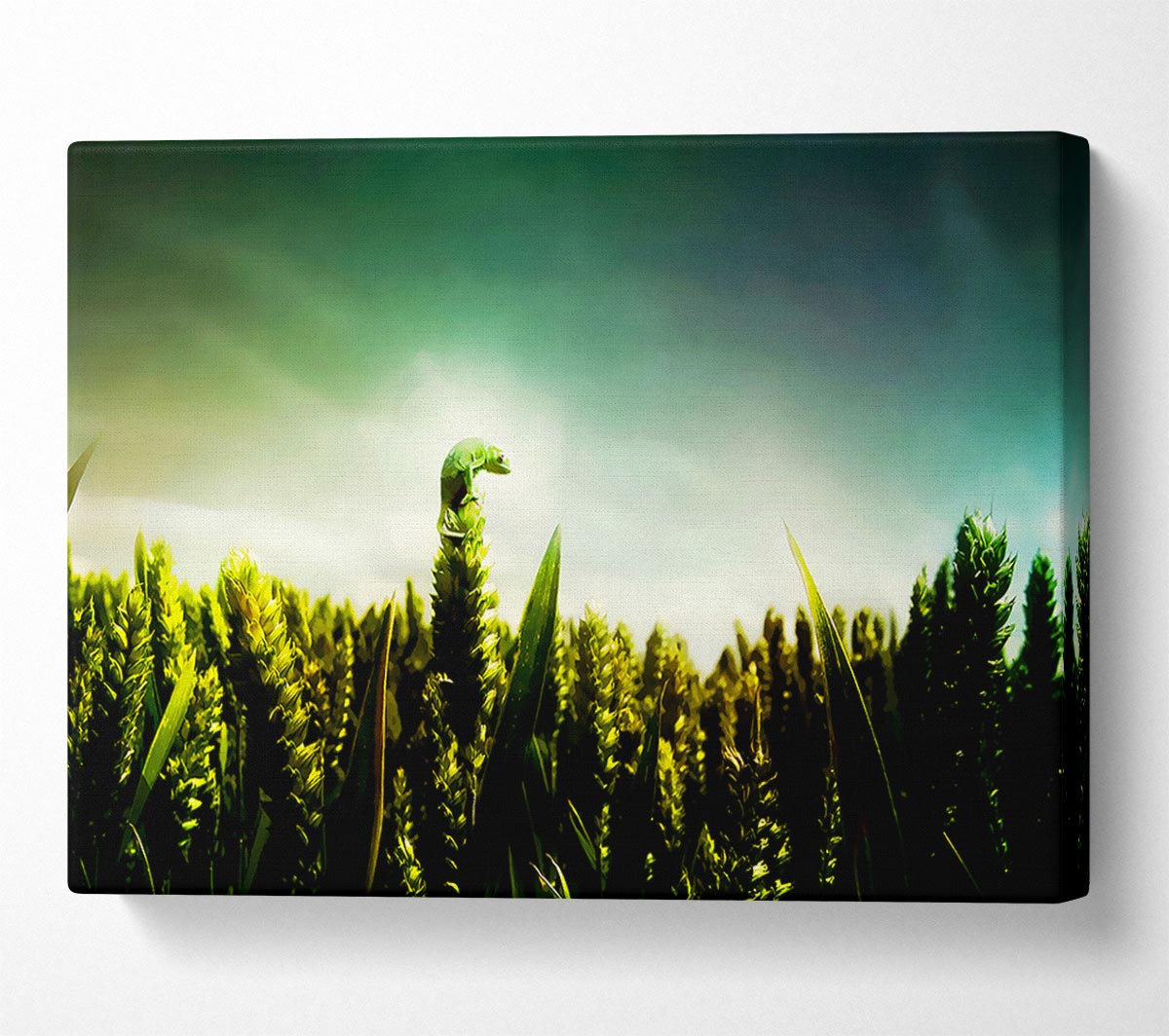 Lizard Perch Canvas Wall Art