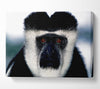 Monkey Face Canvas Wall Art