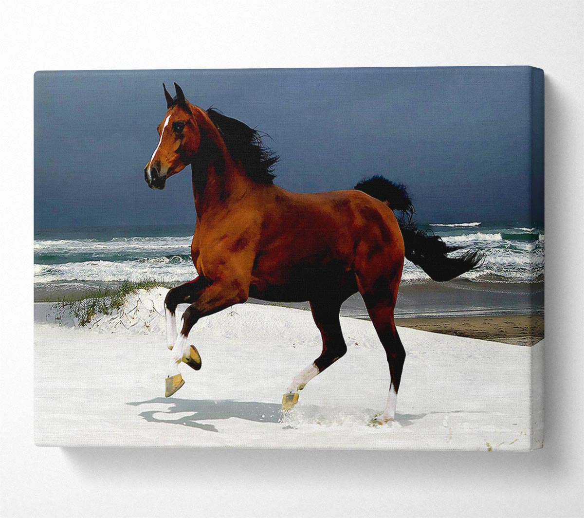 Ocean Horse Beauty Canvas Wall Art