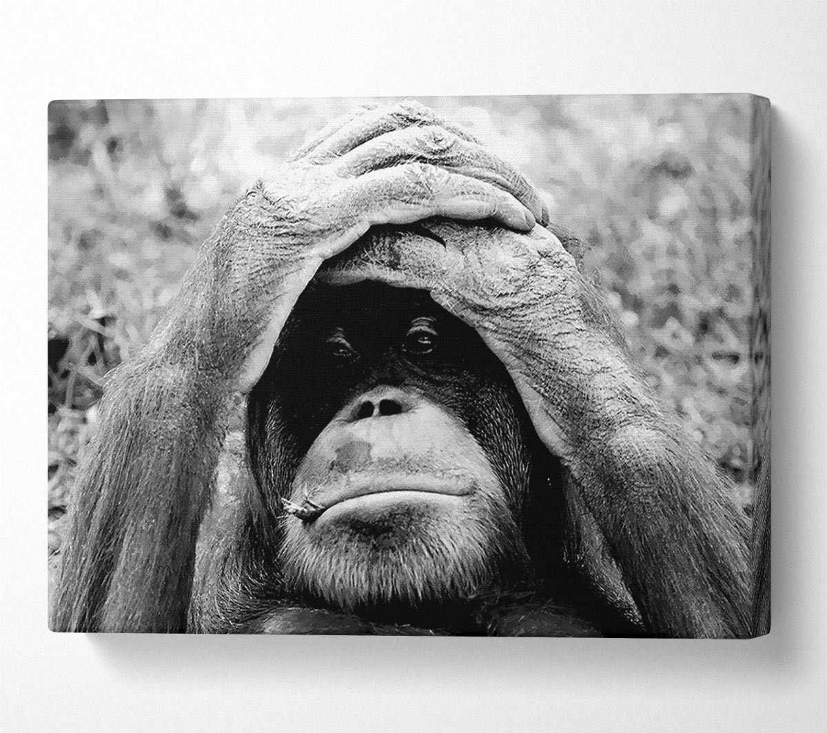 Orangutan Mishap Canvas Wall Art