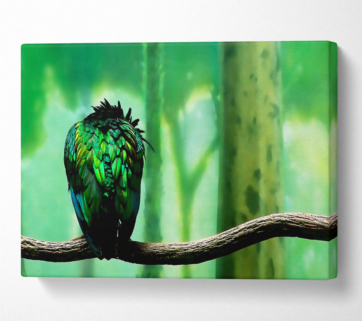 Parrot Perch Canvas Wall Art
