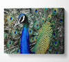 Peacock Stare Canvas Wall Art