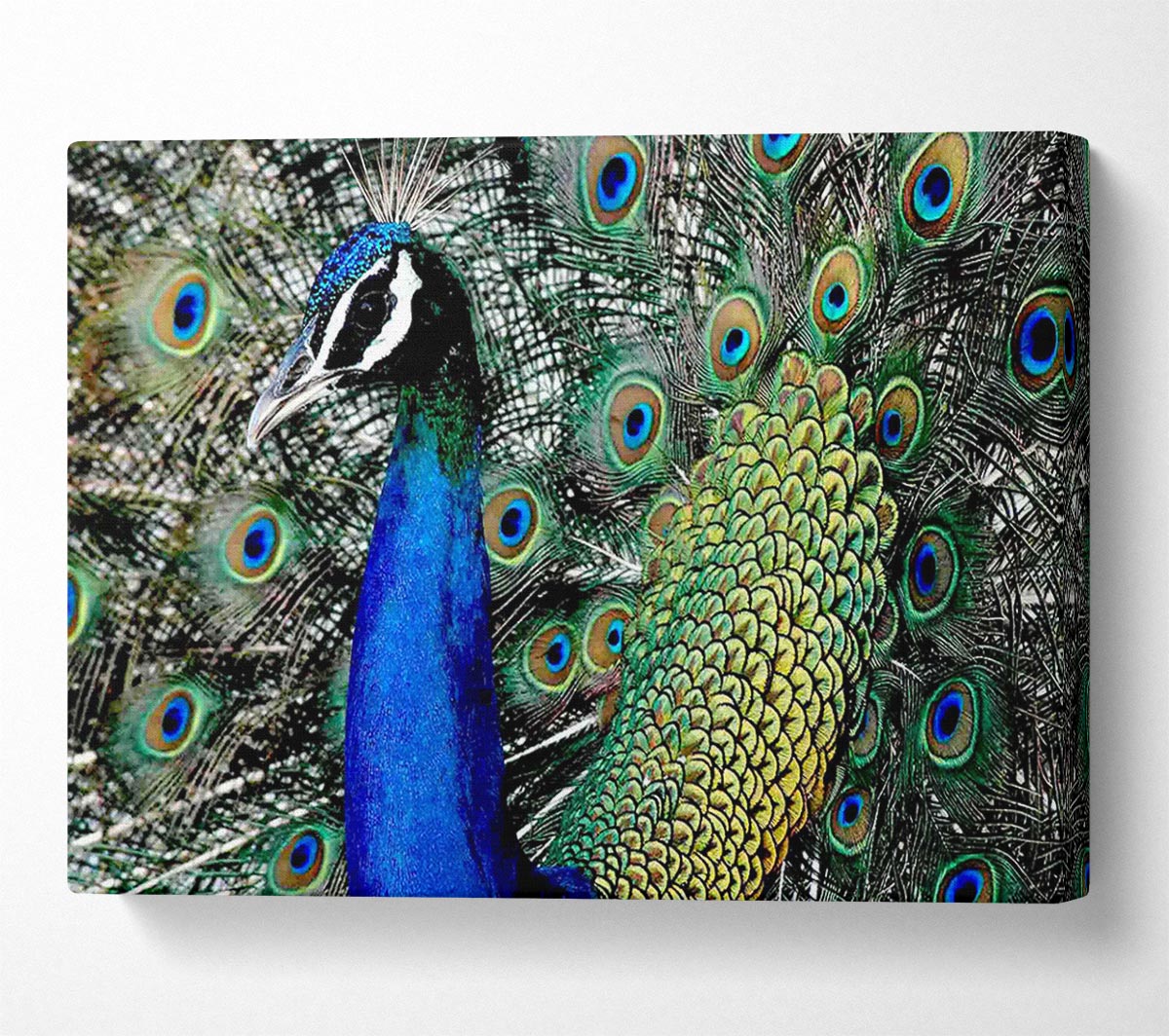 Peacock Stare Canvas Wall Art