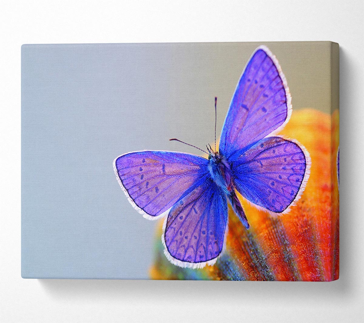 Purple Butterfly Canvas Wall Art