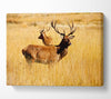 Stag Duo Canvas Wall Art