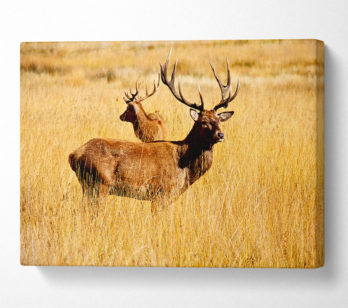 Stag Duo Canvas Wall Art