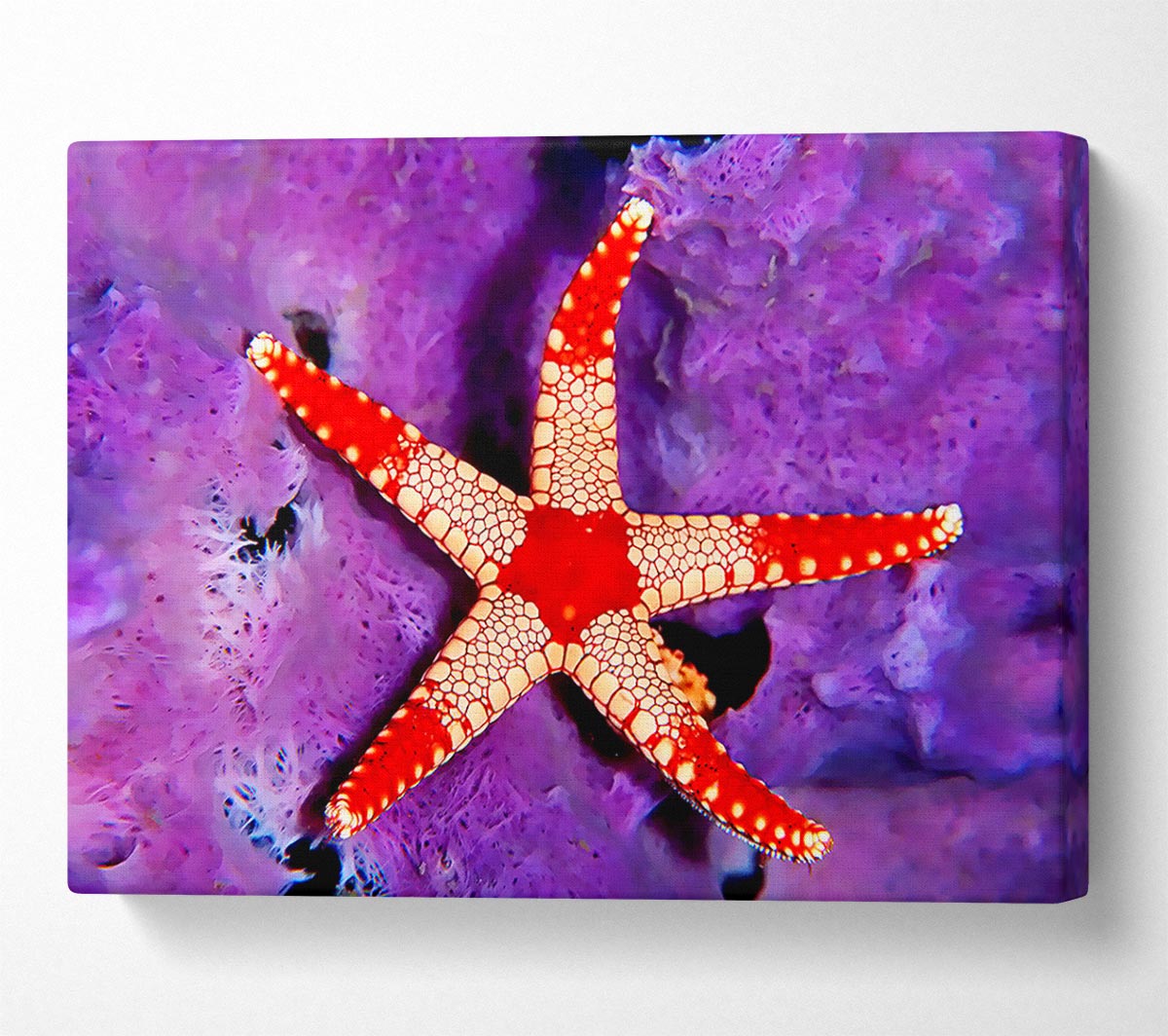 Starfish On Purple Canvas Wall Art