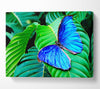Stunning Blue Butterfly Canvas Wall Art